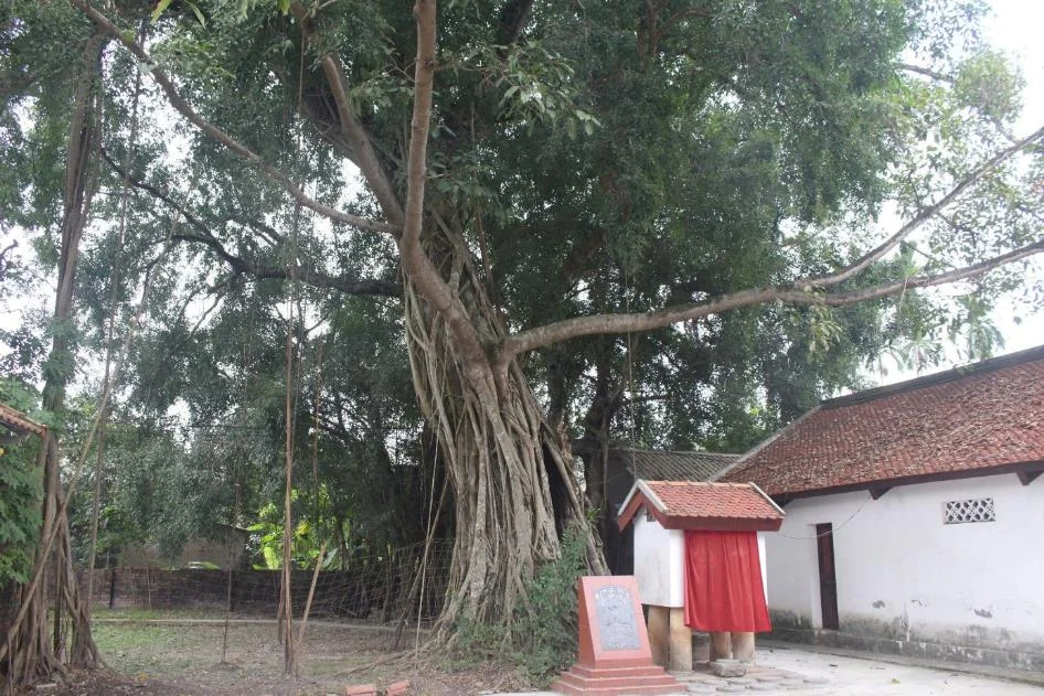 Cây đa được công nhận là cây di sản Việt Nam nằm trong khuôn viên&nbsp;cụm di tích đình- chùa Sơn Cương